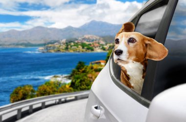 Yolculukta olan bir köpek, macera ve keşiflerle dolu bu güzel manzaraya araba penceresinden bakmaktan zevk alır.