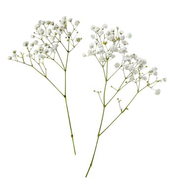 Beyaz arka planda izole edilmiş küçük beyaz çigila çiçekleri.