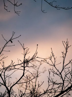 Einzelnes blatt vor dem Sonnenuntergang 