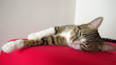 Cute Tabby Cat with a Pink Nose, White Paws and Green Eyes