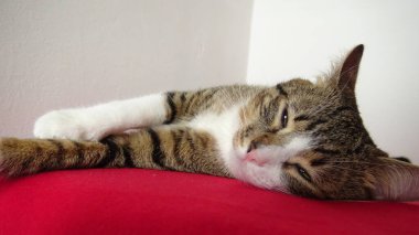 Cute Tabby Cat with a Pink Nose, White Paws and Green Eyes
