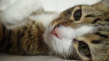 Cute Tabby Cat with a Pink Nose, White Paws and Green Eyes