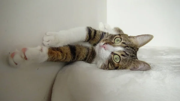 Cute Tabby Cat with a Pink Nose, White Paws and Green Eyes