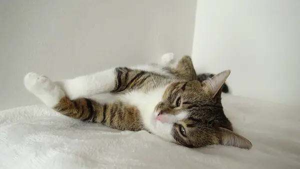 Cute Tabby Cat with a Pink Nose, White Paws and Green Eyes