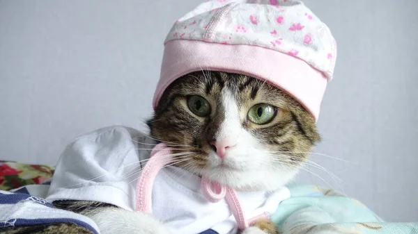 Odadaki sevimli kedi.