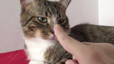 Pembe Burunlu Şirin Tekir Kedi, Beyaz Pençeli ve Yeşil Gözlü