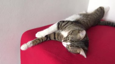 Cute Tabby Cat with a Pink Nose, White Paws, and Green Eyes