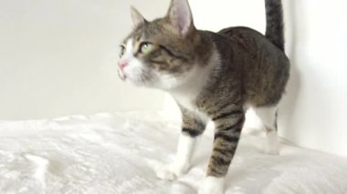Cute Tabby Cat with a Pink Nose, White Paws, and Green Eyes