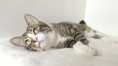 Cute Tabby Cat with a Pink Nose, White Paws, and Green Eyes