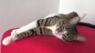 Cute Tabby Cat with a Pink Nose, White Paws, and Green Eyes