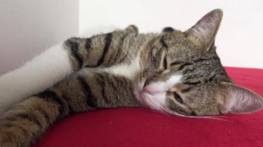 Cute Tabby Cat with a Pink Nose, White Paws, and Green Eyes
