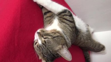 Cute Tabby Cat with a Pink Nose, White Paws, and Green Eyes