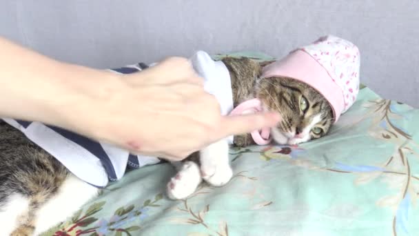 Cute Tabby Cat Pink Nose White Paws Green Eyes Wears — Stockvideo
