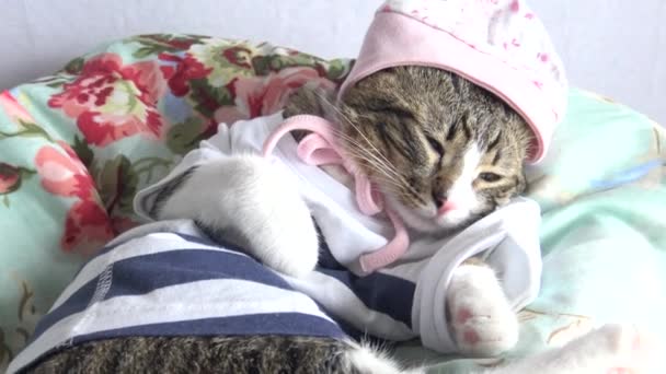Cute Tabby Cat Pink Nose White Paws Green Eyes — Stockvideo