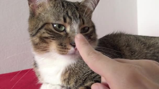 Cute Tabby Cat Pink Nose White Paws Green Eyes — Video