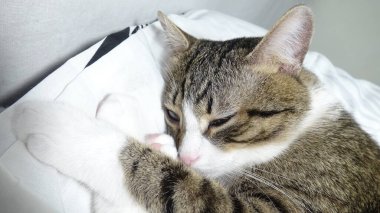 Cute Tabby Cat with a Pink Nose, White Paws, and Green Eyes