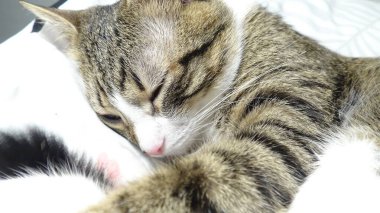 Cute Tabby Cat with a Pink Nose, White Paws, and Green Eyes