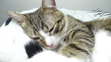 Cute Tabby Cat with a Pink Nose, White Paws, and Green Eyes