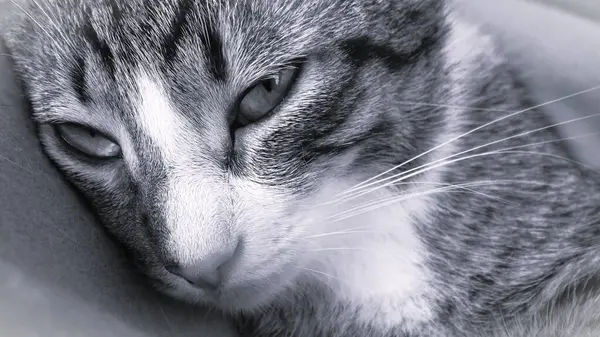 Black and White Cute Cat Sleeping