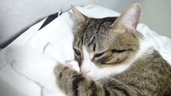 Cute Tabby Cat with a Pink Nose, White Paws, and Green Eyes