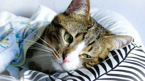 Cute Tabby Cat Wears Clothing