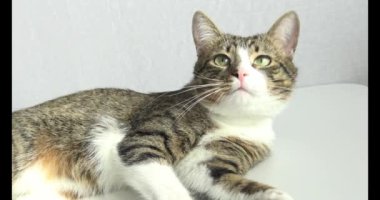 Cute Tabby Cat with a Pink Nose, White Paws, and Green Eyes