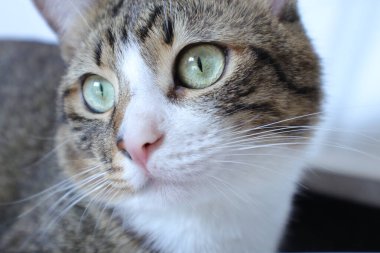 Cute Tabby Cat with a Pink Nose, White Paws, and Green Eyes