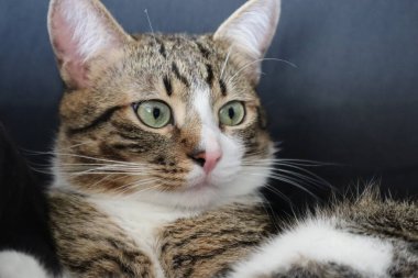 Cute Tabby Cat with a Pink Nose, White Paws, and Green Eyes