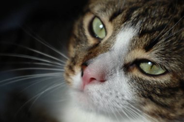 Cute Tabby Cat with a Pink Nose, White Paws, and Green Eyes