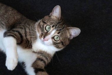 Cute Tabby Cat with a Pink Nose, White Paws, and Green Eyes