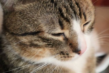 Cute Tabby Cat with a Pink Nose, White Paws, and Green Eyes