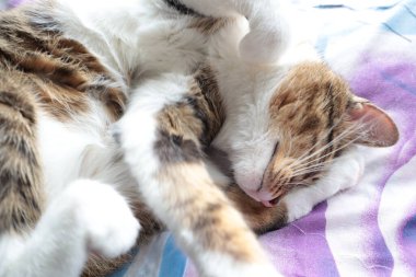 Cute Tabby Cat with a Pink Nose, White Paws, and Green Eyes