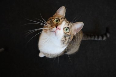 Cute Tabby Cat with a Pink Nose, White Paws, and Green Eyes