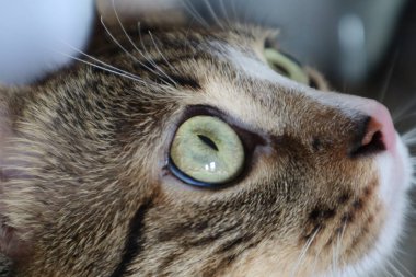 Cute Tabby Cat with a Pink Nose, White Paws, and Green Eyes