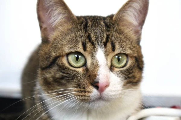 stock image Cute Tabby Cat with a Pink Nose, White Paws, and Green Eyes