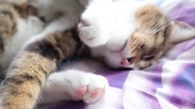 Cute Tabby Pirate Cat with a Pink Nose, White Paws, and Green Eyes