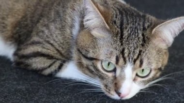 Şirin Tekir Korsan Kedi Pembe Burunlu, Beyaz Pençeli ve Yeşil Gözlü