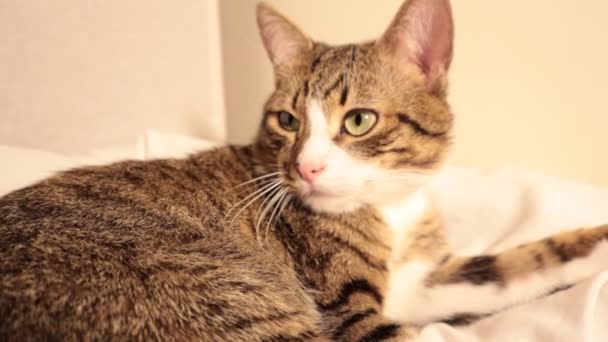 Cute Tabby Pirate Cat Pink Nose White Paws Green Eyes — Video