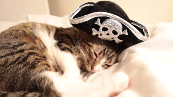 Cute Tabby Pirate Cat Pink Nose White Paws Green Eyes — Stockvideo