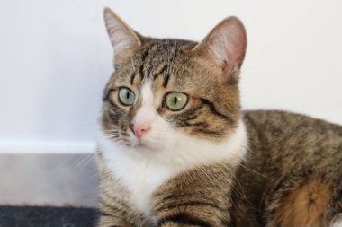 Cute Tabby Cat with a Pink Nose, White Paws, and Green Eyes