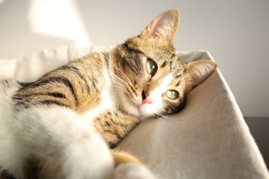 Cute Tabby Cat with a Pink Nose, White Paws, and Green Eyes