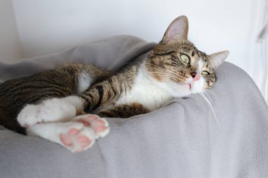 Cute Tabby Cat with a Pink Nose, White Paws, and Green Eyes
