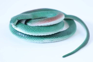 Bir yılana yaklaş.