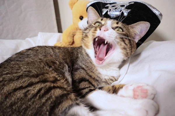 Cute Pirate Yawning Tabby Cat with a Pink Nose, White Paws, and Green Eyes