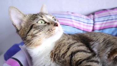Beyaz Pençeli ve Pembe Burunlu Şirin Tekir Kedi Korktu