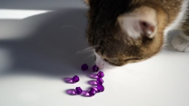Roztomilý Tabby Kočka Bílými Tlapkami Růžový Nos Zvědavý Crystal Bead — Stock video