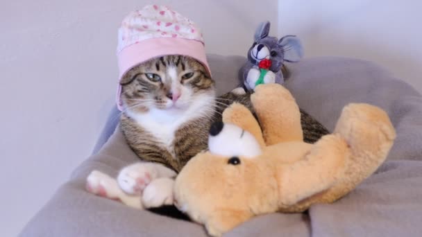 Cute Tabby Cat Mit Weißen Pfoten Und Rosa Nase Trägt — Stockvideo