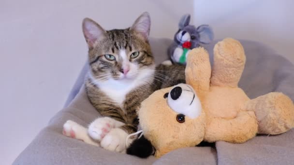 Cute Tabby Cat White Paws Pink Nose Has Plush Teddy — Stock Video