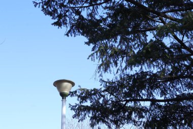 Tree Branches, Sky Outdoors