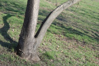 Trees, Grass and a Road